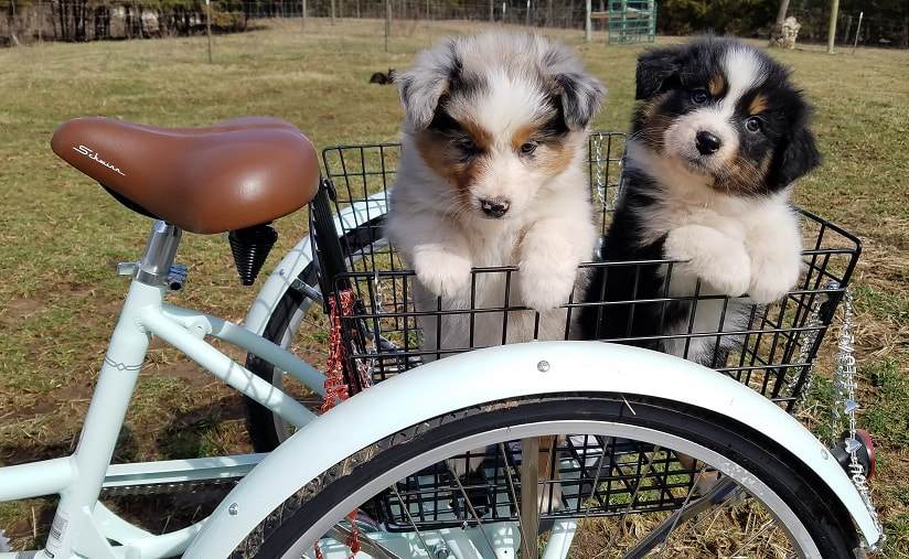 Adorable AKC Australian Shepherd Puppies in a Tricycle Basket