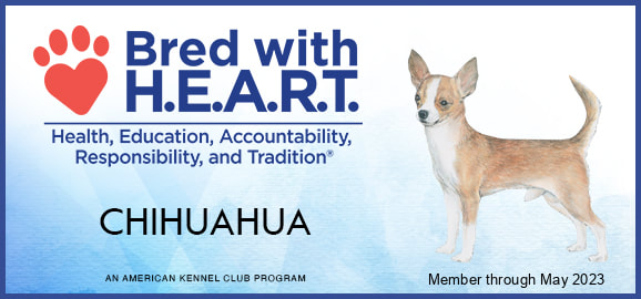 Bred with Heart AKC Chihuahua Certificate 